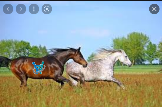 الخيول العربيه الأصيله 1 الخيول العربيه الأصيله